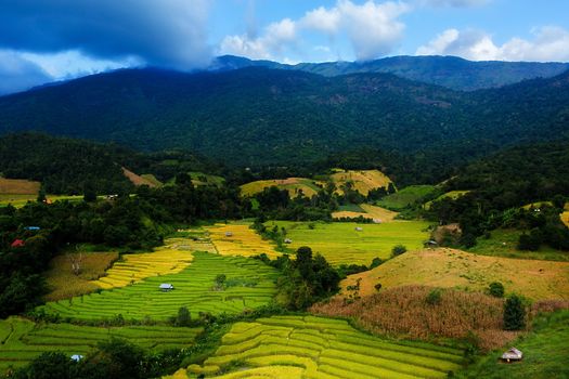 Rice terraces in Chiang Mai, Thailand
