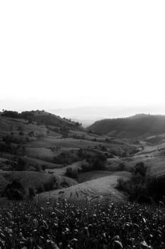 Rice terraces in Chiang Mai, Thailand