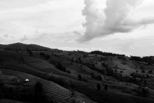 Rice terraces in Chiang Mai, Thailand