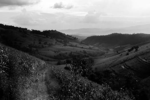 Rice terraces in Chiang Mai, Thailand