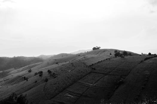 Rice terraces in Chiang Mai, Thailand