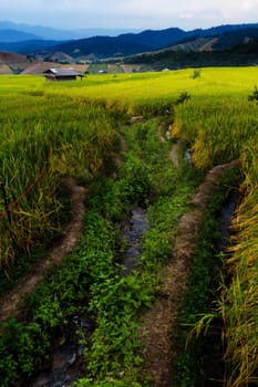 Rice terraces in Chiang Mai, Thailand