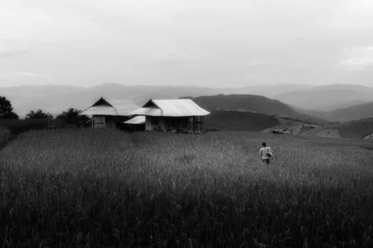 Rice terraces in Chiang Mai, Thailand
