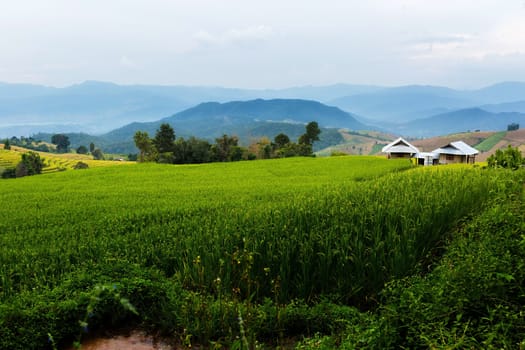 Rice terraces in Chiang Mai, Thailand