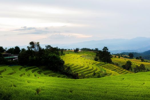 Rice terraces in Chiang Mai, Thailand