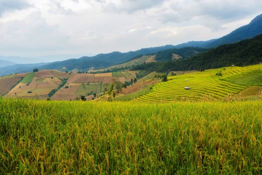 Rice terraces in Chiang Mai, Thailand
