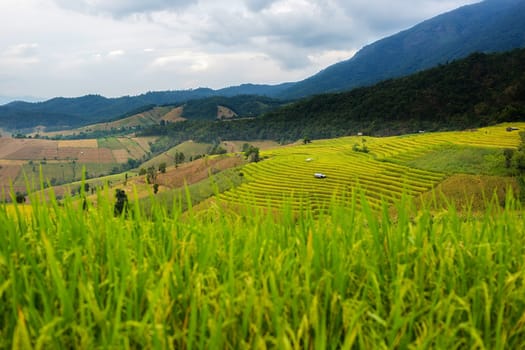 Rice terraces in Chiang Mai, Thailand