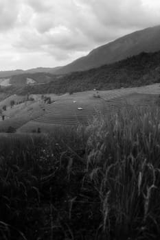 Rice terraces in Chiang Mai, Thailand