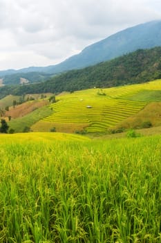 Rice terraces in Chiang Mai, Thailand