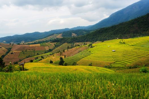 Rice terraces in Chiang Mai, Thailand