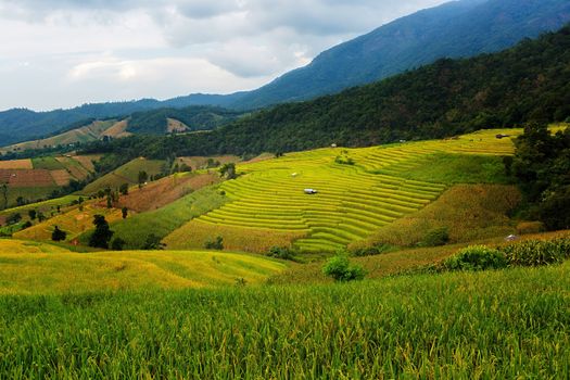Rice terraces in Chiang Mai, Thailand
