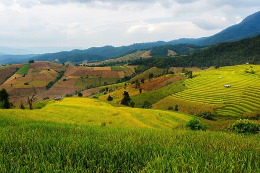 Rice terraces in Chiang Mai, Thailand