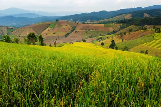Rice terraces in Chiang Mai, Thailand