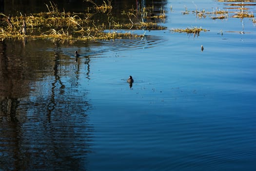 Water birds in Erhai lake, Dali, Yunnan, China