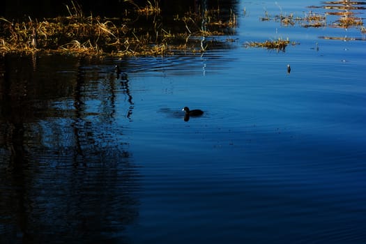 Water birds in Erhai lake, Dali, Yunnan, China