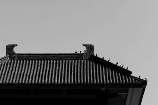 Birds in Chongsheng temple located at Dali, Yunnan, China