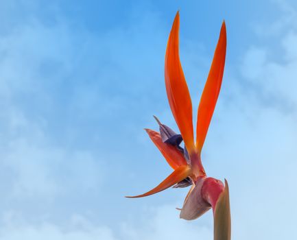 Strelitzia reginae, Bird of paradise crane flower back view against blue sky