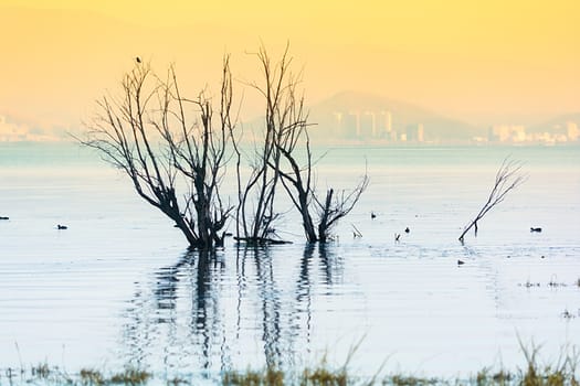 Water birds in Erhai lake, Dali, Yunnan, China