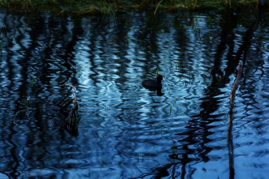 Water birds in Erhai lake, Dali, Yunnan, China
