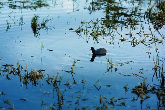 Water birds in Erhai lake, Dali, Yunnan, China