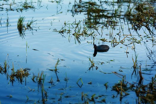 Water birds in Erhai lake, Dali, Yunnan, China