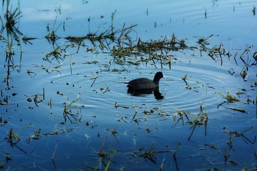Water birds in Erhai lake, Dali, Yunnan, China