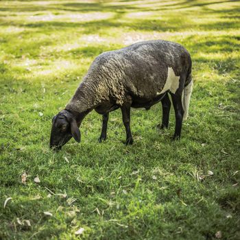 Sheep on the farm during the day in Queensland