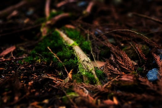 Mossy root with close-up detailed view