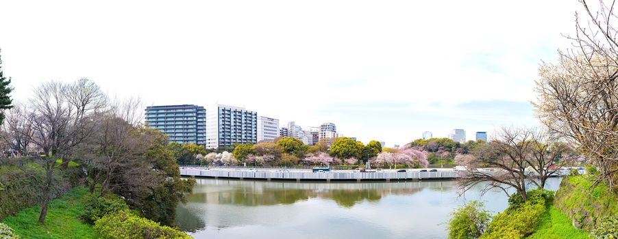 Sakura blossoms in Tokyo