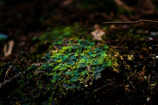 Mossy rock with close-up detailed view
