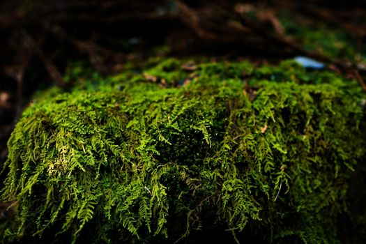 Mossy rock with close-up detailed view