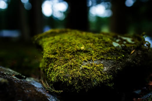 Mossy rock with close-up detailed view