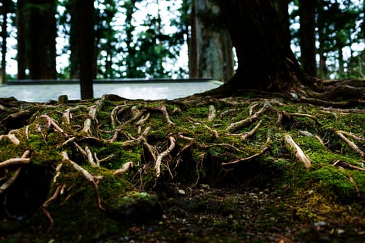 Mossy root with close-up detailed view