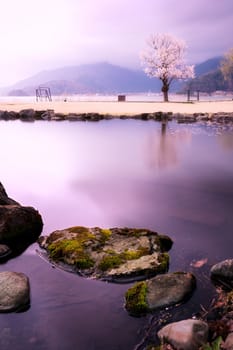 Sakura tree with reflections