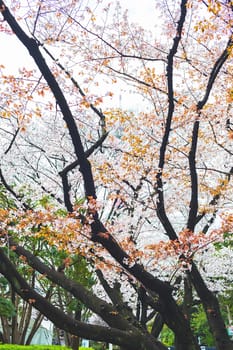 Sakura blossoms in Tokyo
