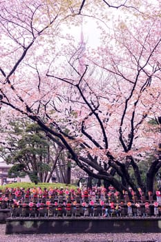Sakura blossoms in Tokyo