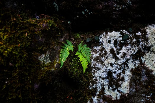 Fern in Nikko, Japan