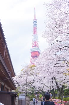 Sakura blossoms in Tokyo