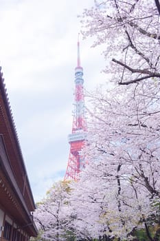 Sakura blossoms in Tokyo