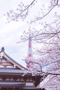 Sakura blossoms in Tokyo