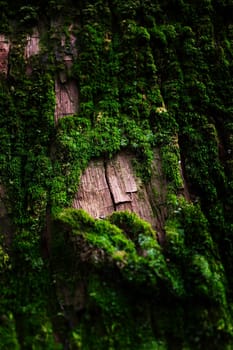 Mossy bark with close-up detailed view