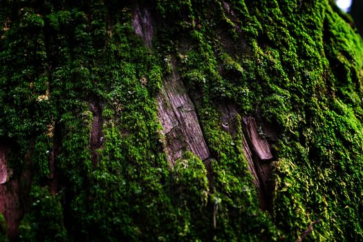 Mossy bark with close-up detailed view