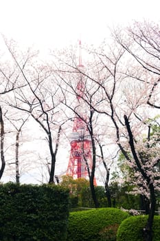 Sakura blossoms in Tokyo