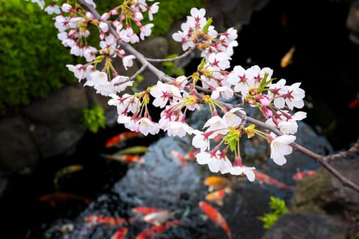 Sakura blossoms in Tokyo