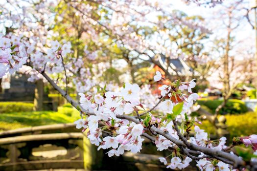 Sakura blossoms in Tokyo