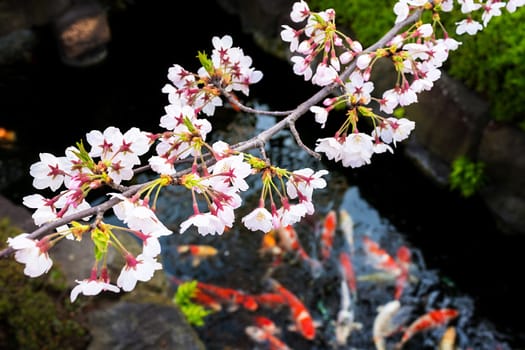 Sakura blossoms in Tokyo