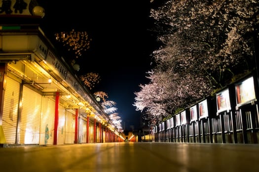 Sakura blossoms in Tokyo