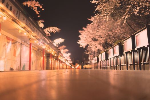 Sakura blossoms in Tokyo