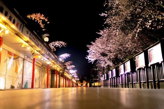 Sakura blossoms in Tokyo