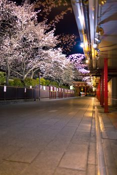 Sakura blossoms in Tokyo